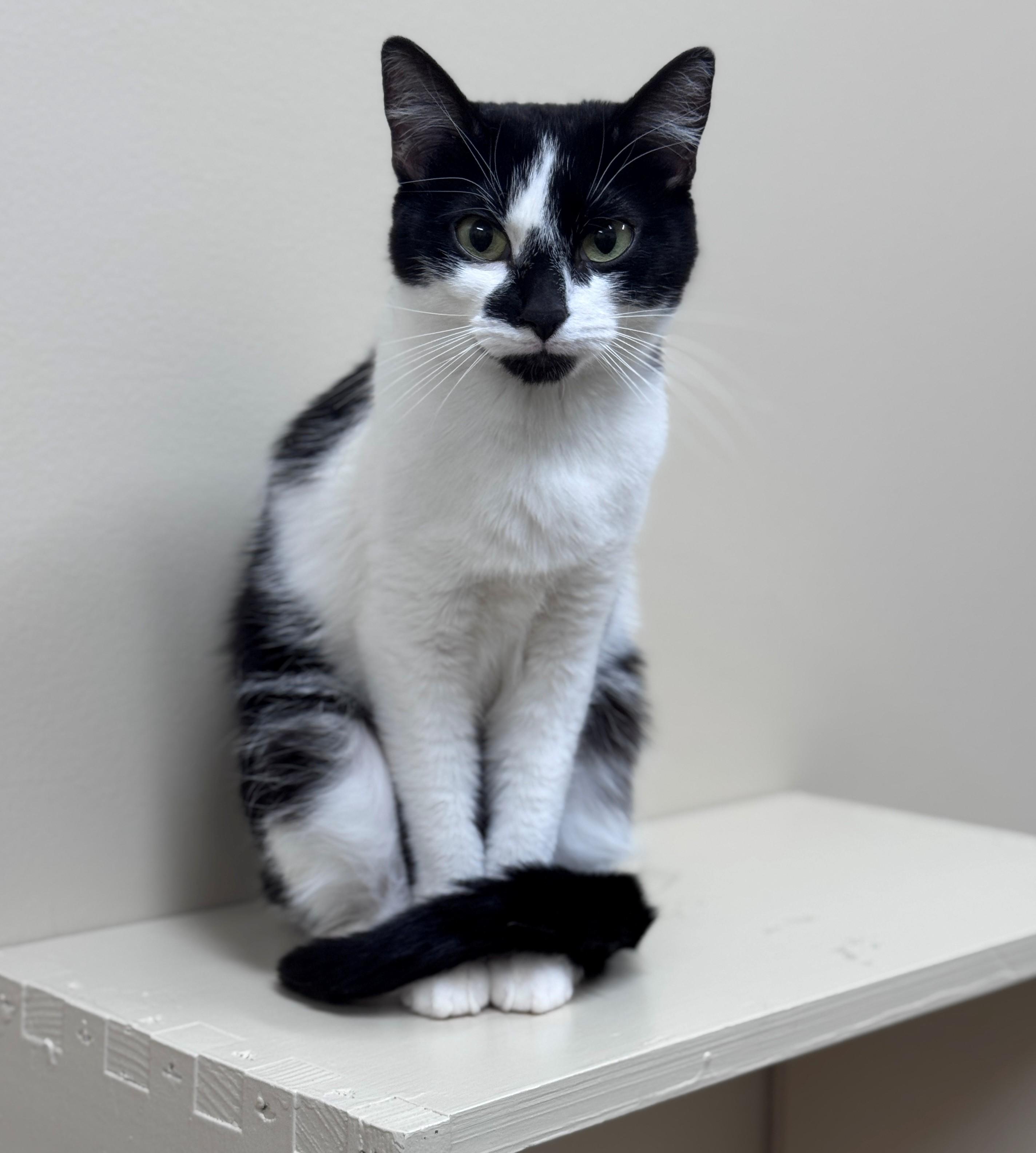 Enlarge Aria, a ADOPTABLE Domestic Short Hair in Hackensack, MN image 1/2
