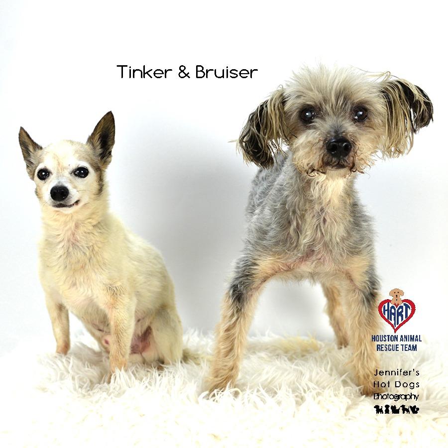 Bruiser, a Adoptable mixed breed in Tomball, TX image 2/4