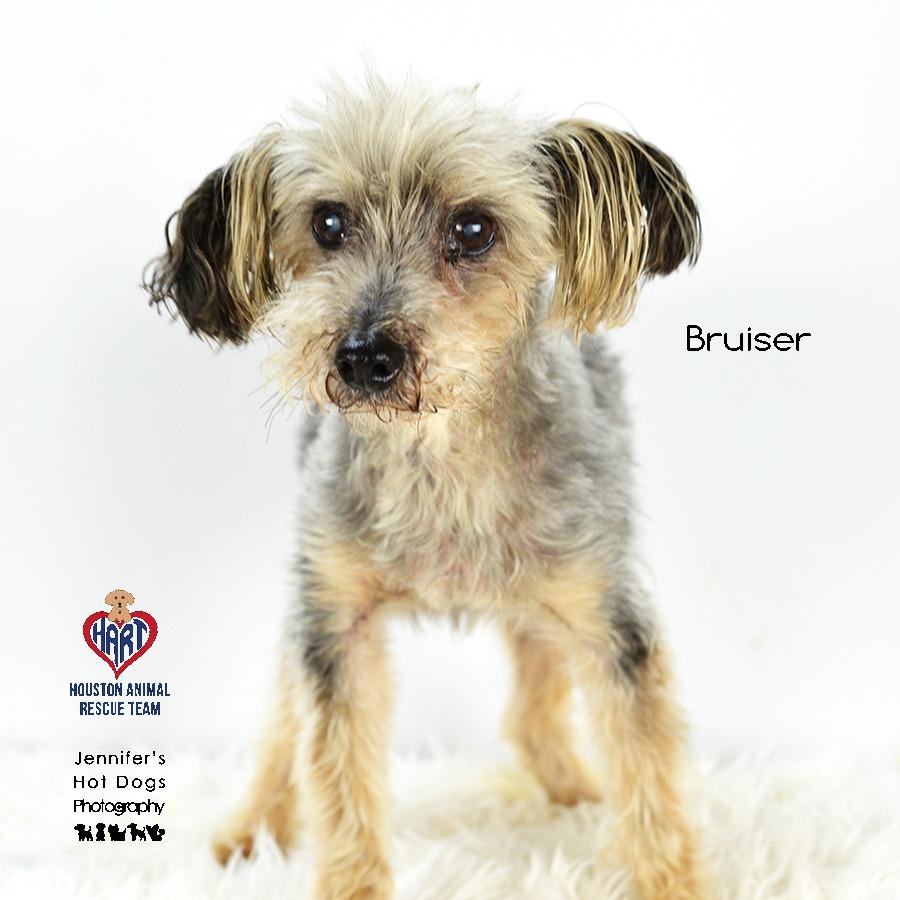 Bruiser, a Adoptable mixed breed in Tomball, TX image 4/4