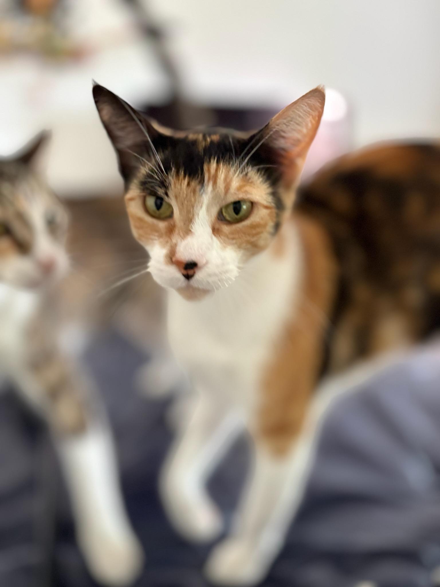 Caliope, Adopted, Young Female Siamese & Calico.