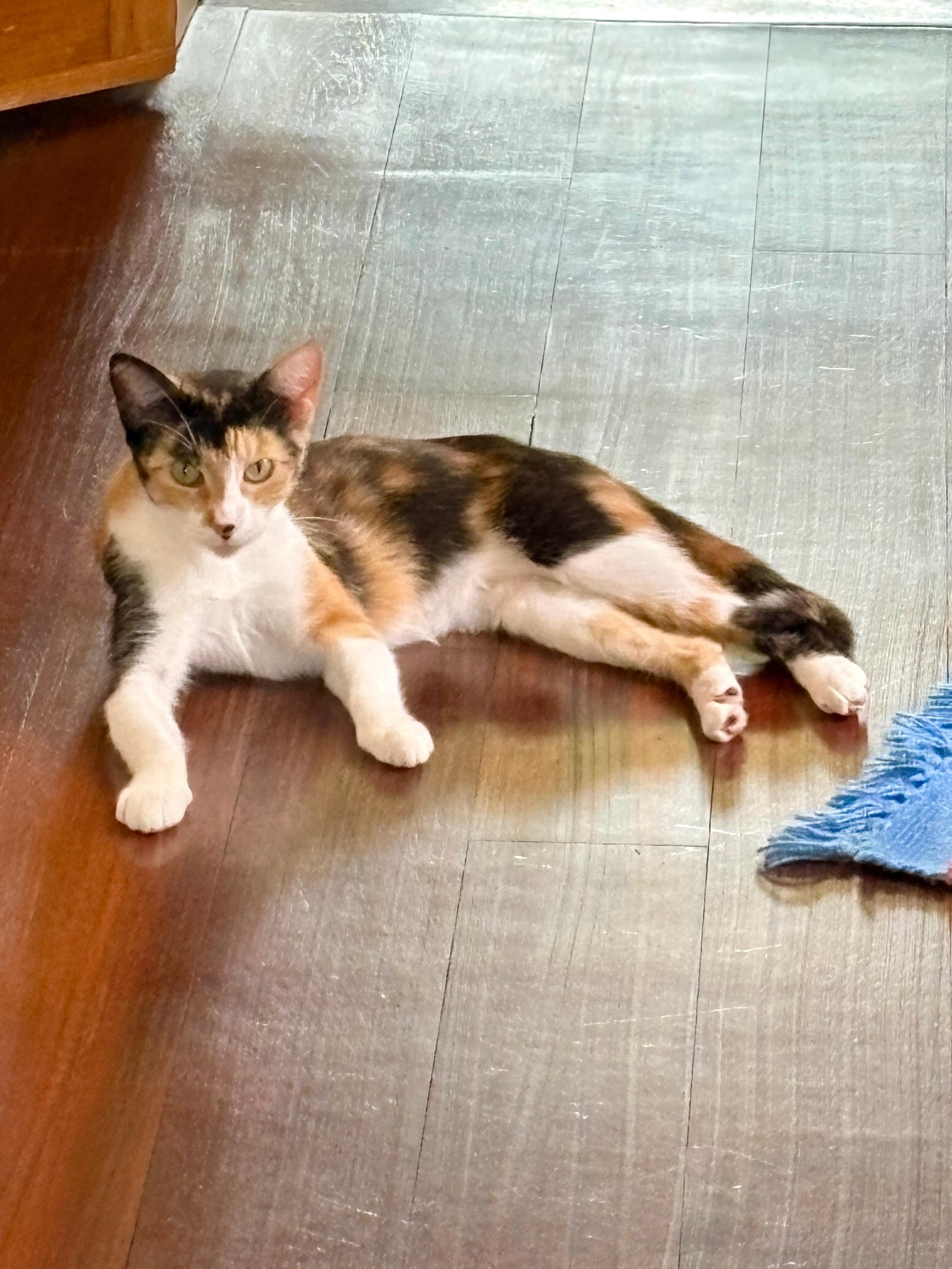 Enlarge Caliope, a Adopted mixed breed in New Orleans, LA image 2/5