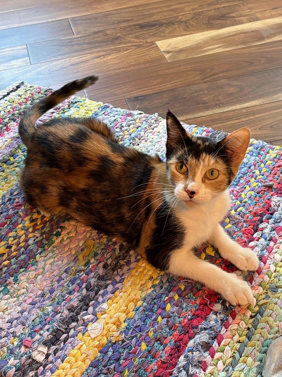 Enlarge Caliope, a Adopted mixed breed in New Orleans, LA image 3/5