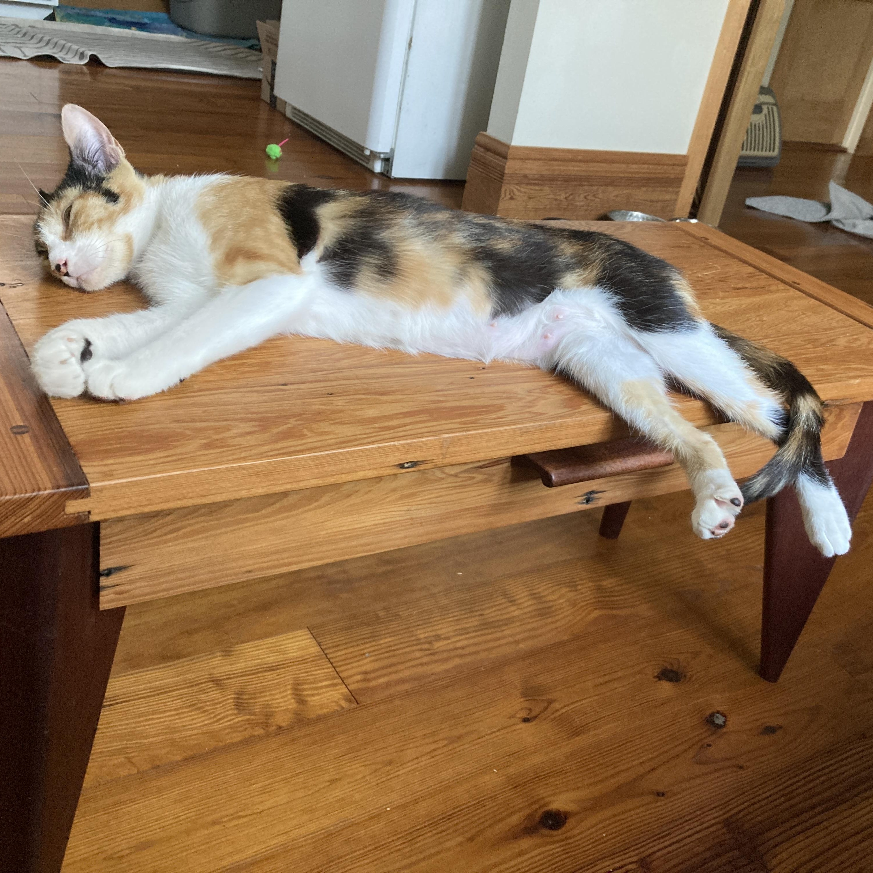 Enlarge Caliope, a Adopted mixed breed in New Orleans, LA image 5/5