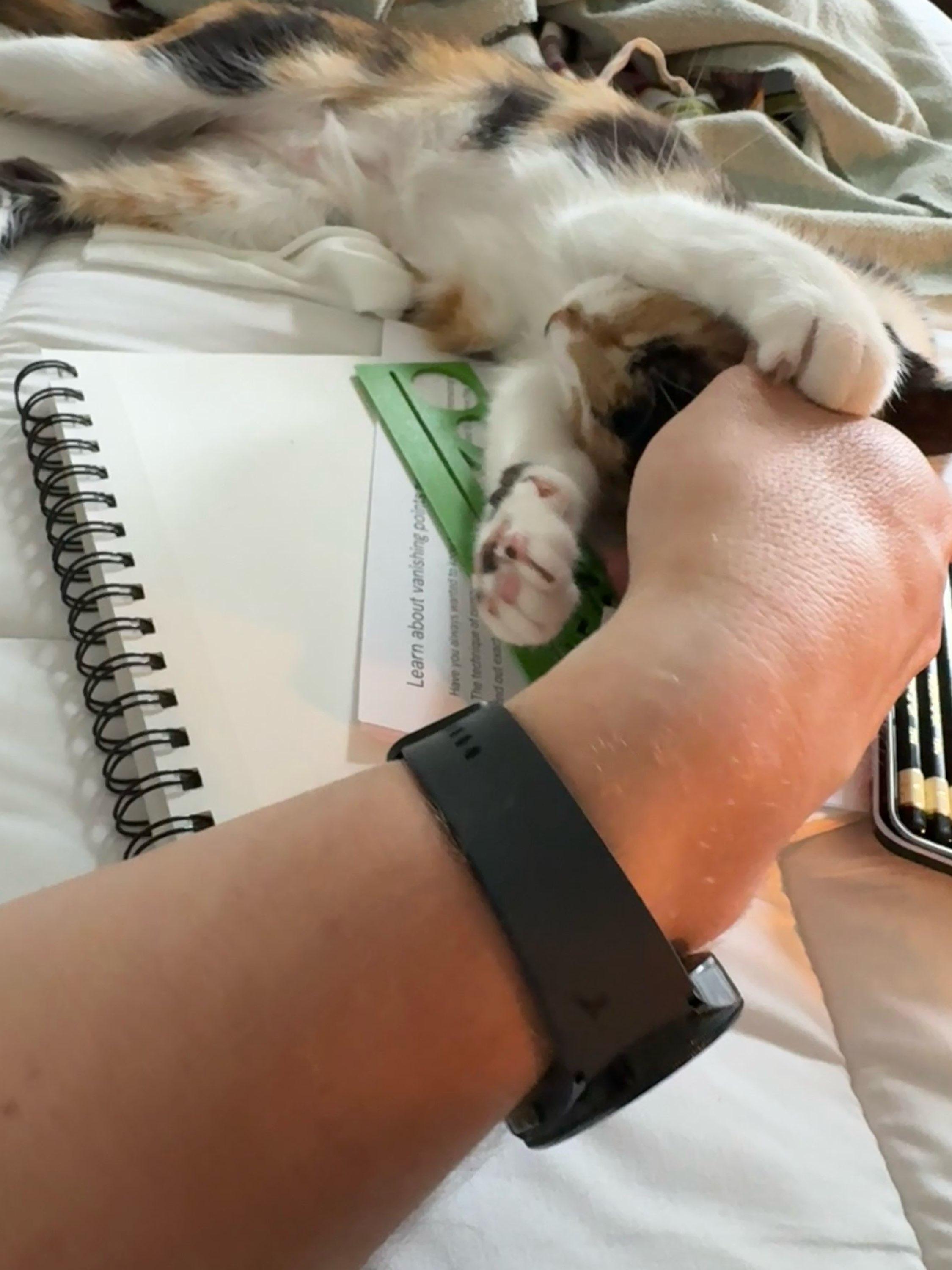 Enlarge Caliope, a Adopted mixed breed in New Orleans, LA image 4/5