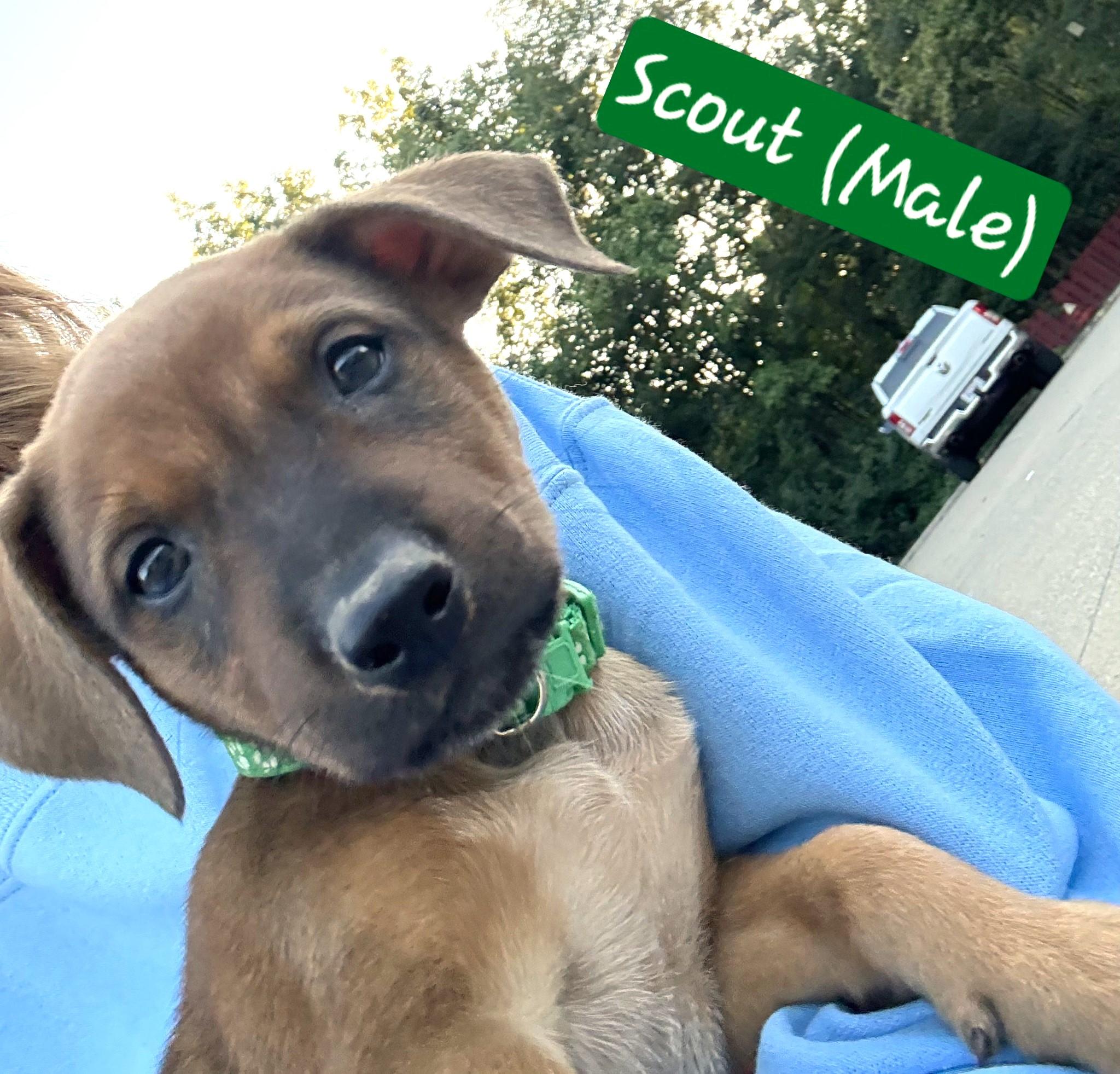 Scout