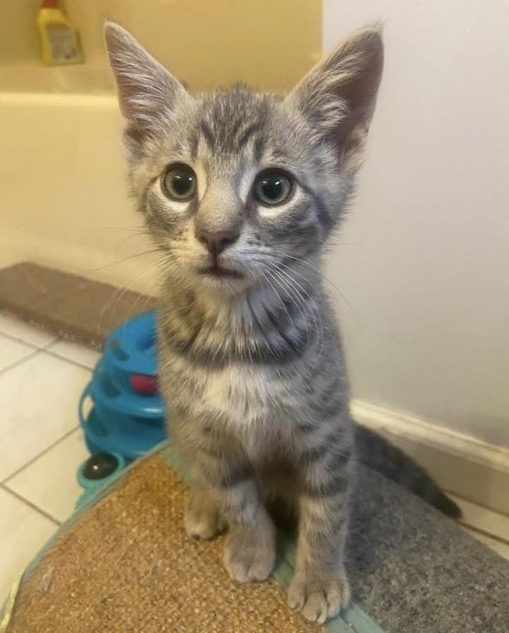 Chip