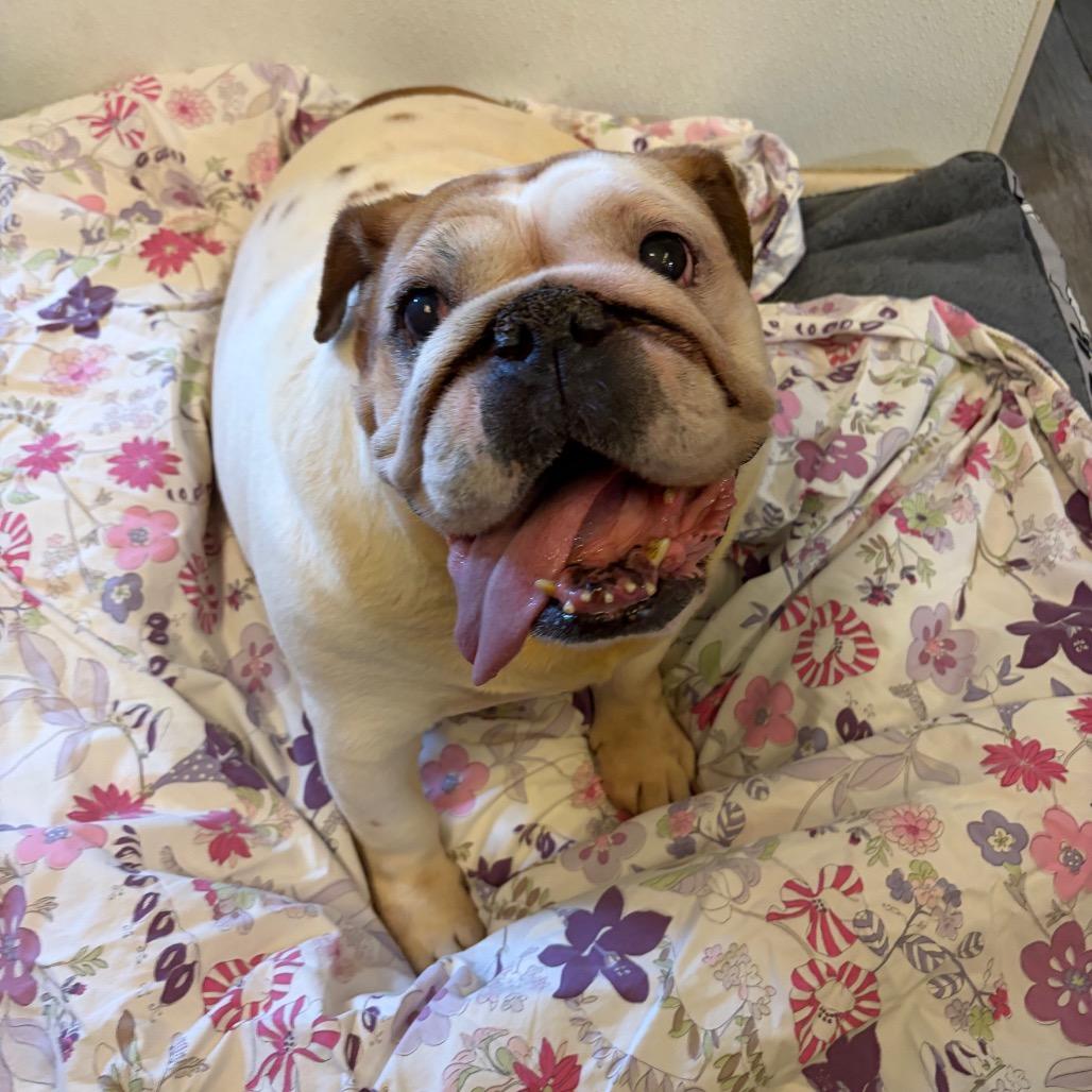Enlarge Tutty, a Adoptable English Bulldog in Weimar, CA image 1/5