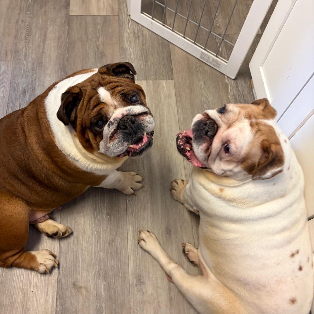 Enlarge Tutty, a Adoptable English Bulldog in Weimar, CA image 2/5