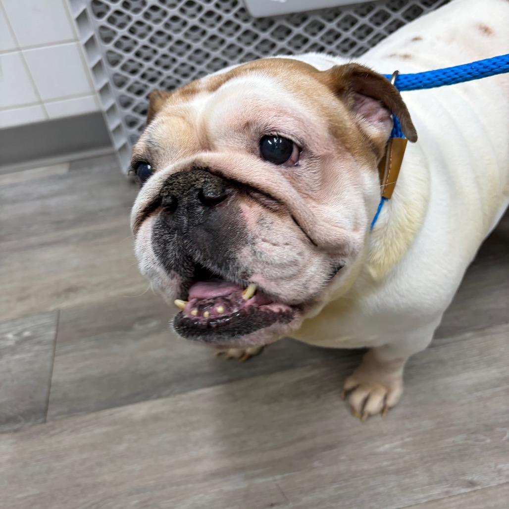 Enlarge Tutty, a Adoptable English Bulldog in Weimar, CA image 4/5