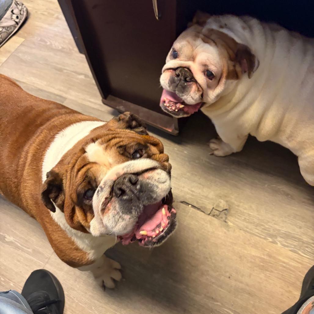 Enlarge Tutty, a Adoptable English Bulldog in Weimar, CA image 5/5