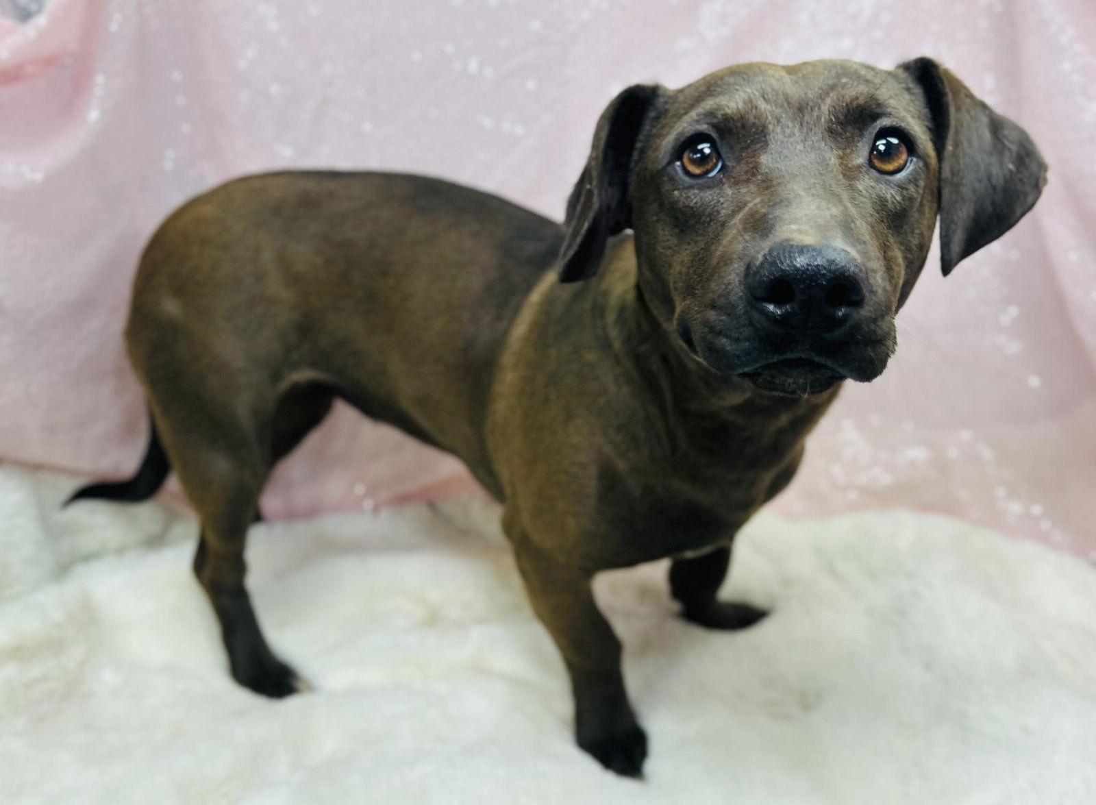 Narwhal, Adopted, Young Female Pit Bull Terrier.