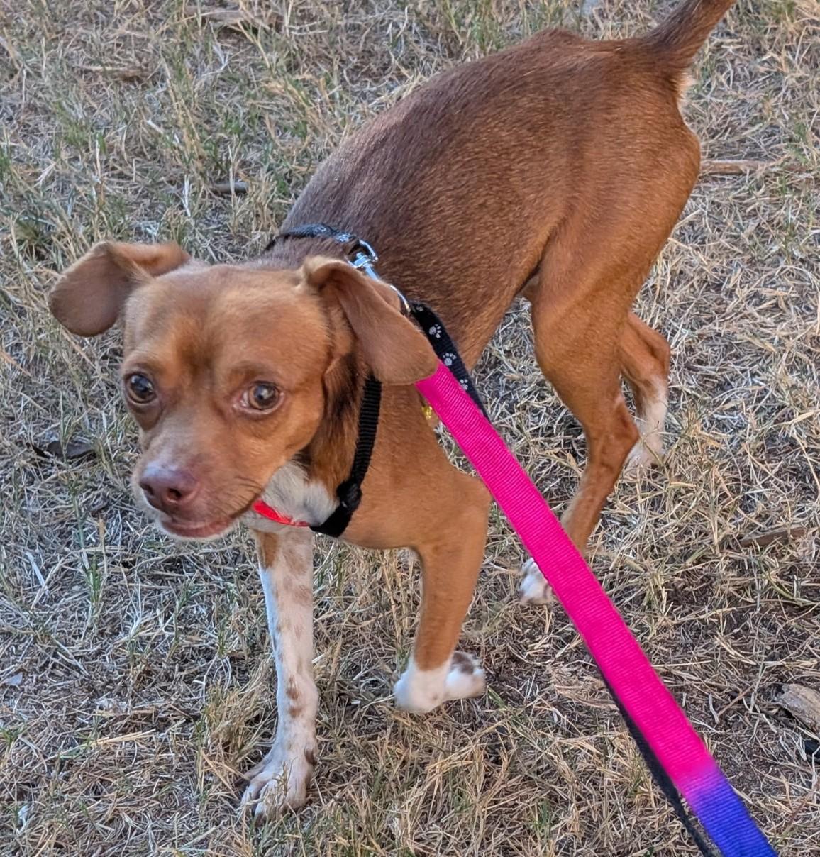 Banjo, Adoptable, Young Male Basenji & Beagle.