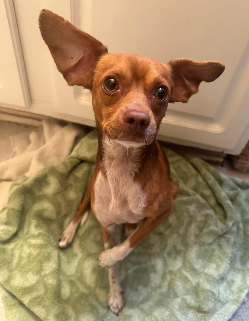 Enlarge Banjo, a Adoptable mixed breed in Spring, TX image 2/6