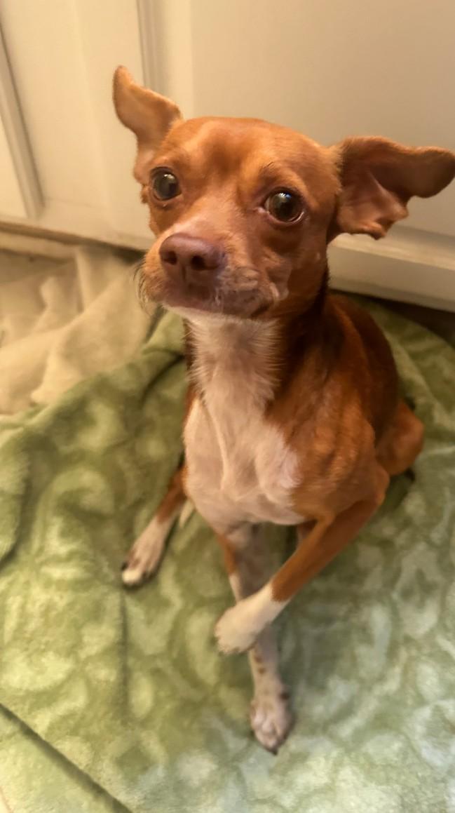 Enlarge Banjo, a Adoptable mixed breed in Spring, TX image 3/6