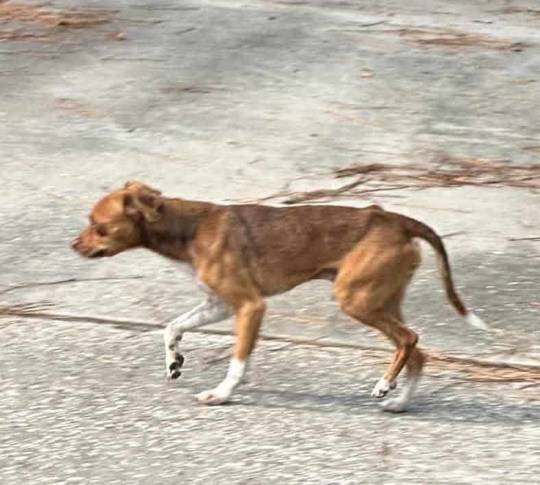 Enlarge Banjo, a Adoptable mixed breed in Spring, TX image 4/6