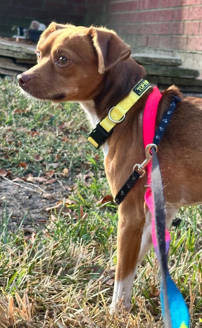 Enlarge Banjo, a Adoptable mixed breed in Spring, TX image 5/6
