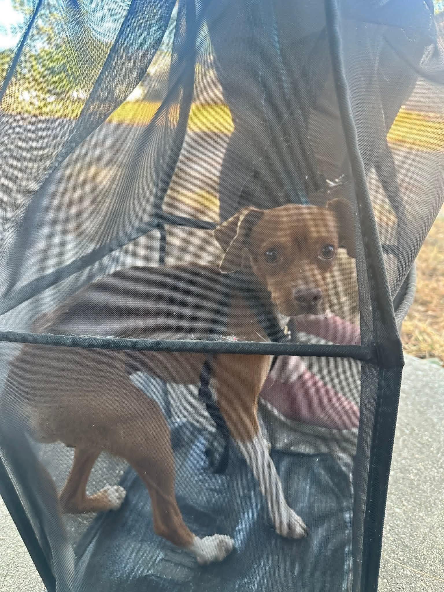 Enlarge Banjo, a Adoptable mixed breed in Spring, TX image 6/6