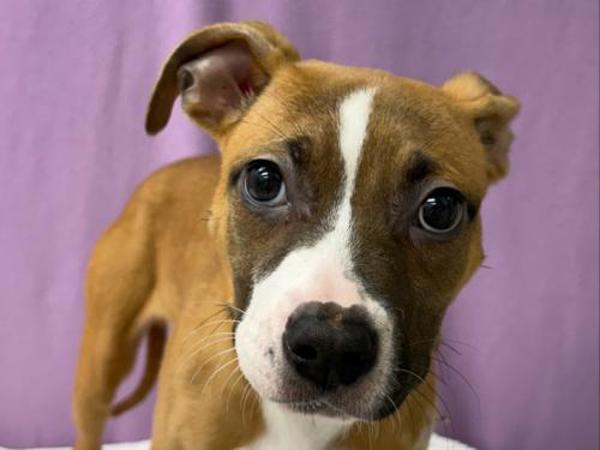 June Bug — thumbnail 2