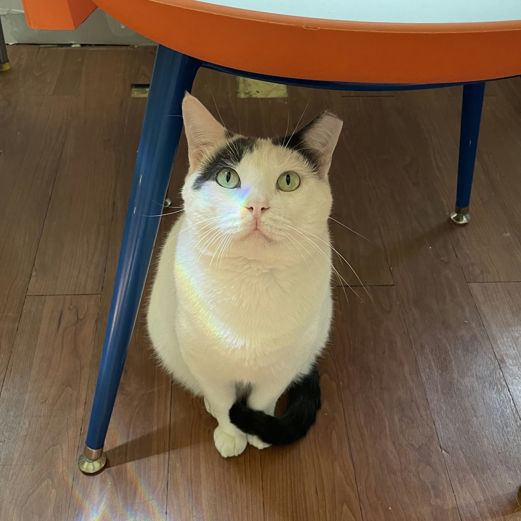 Leche, Young Male Domestic Short Hair