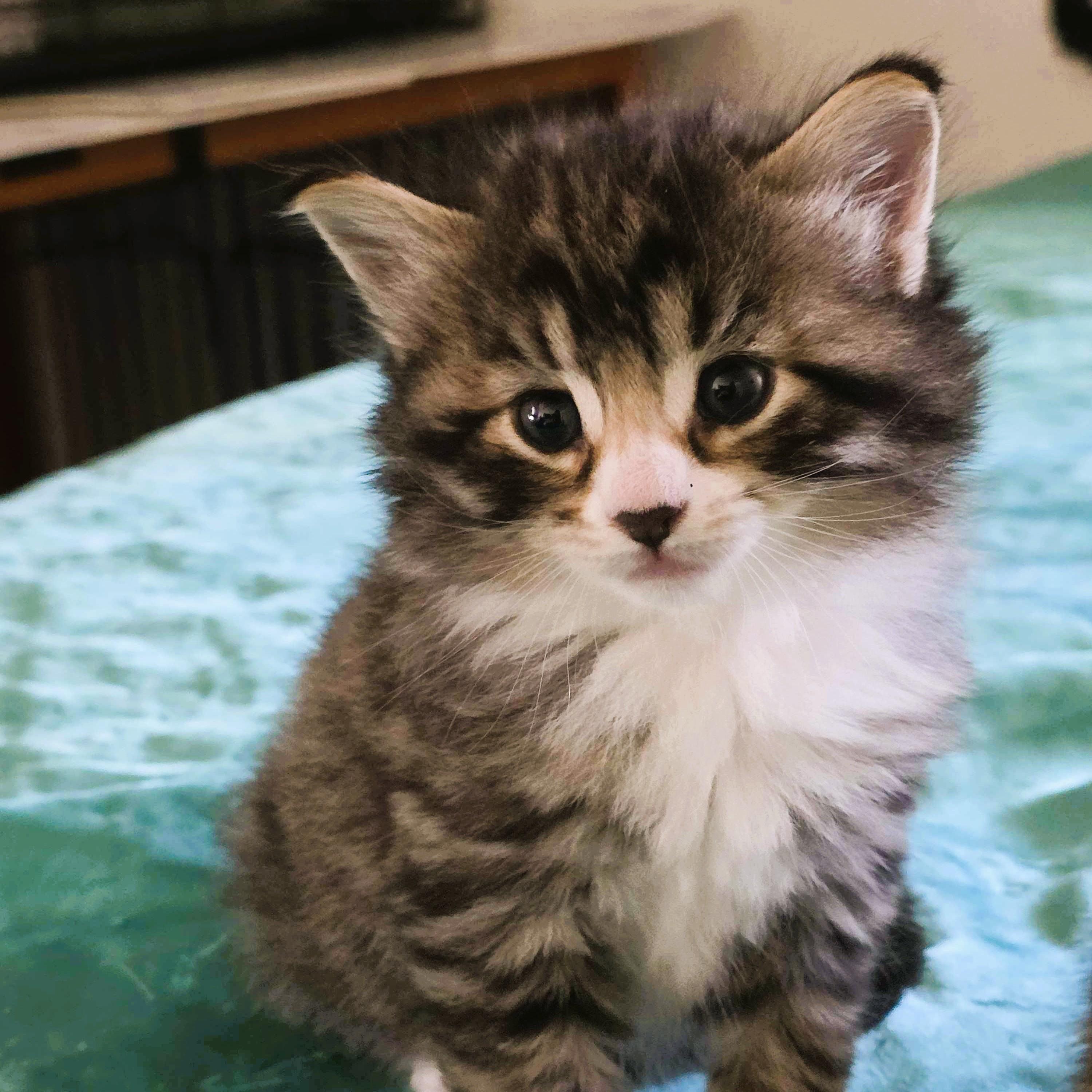Simba, ADOPTABLE, Kitten Male Domestic Long Hair.