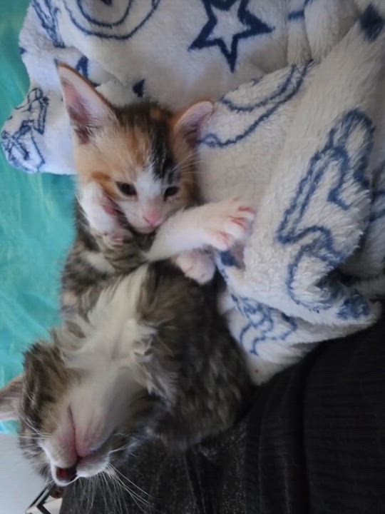 Enlarge Simba, a ADOPTABLE Domestic Long Hair in Piscataway, NJ video 3/3