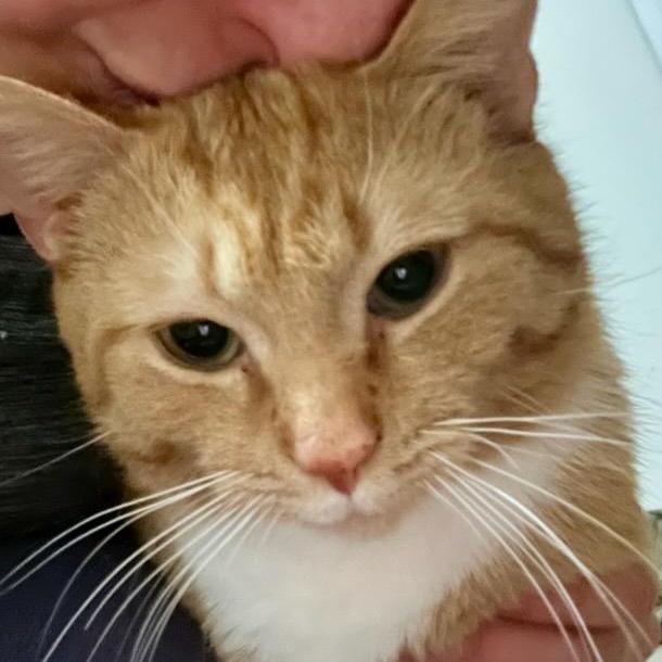 Drew, a ADOPTABLE mixed breed in Hamilton, ON image 4/5