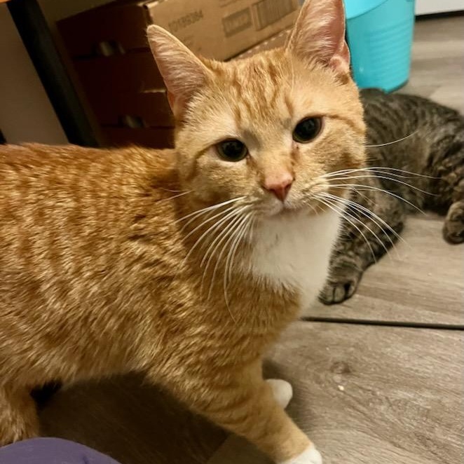 Drew, ADOPTABLE, Young Male Domestic Short Hair.