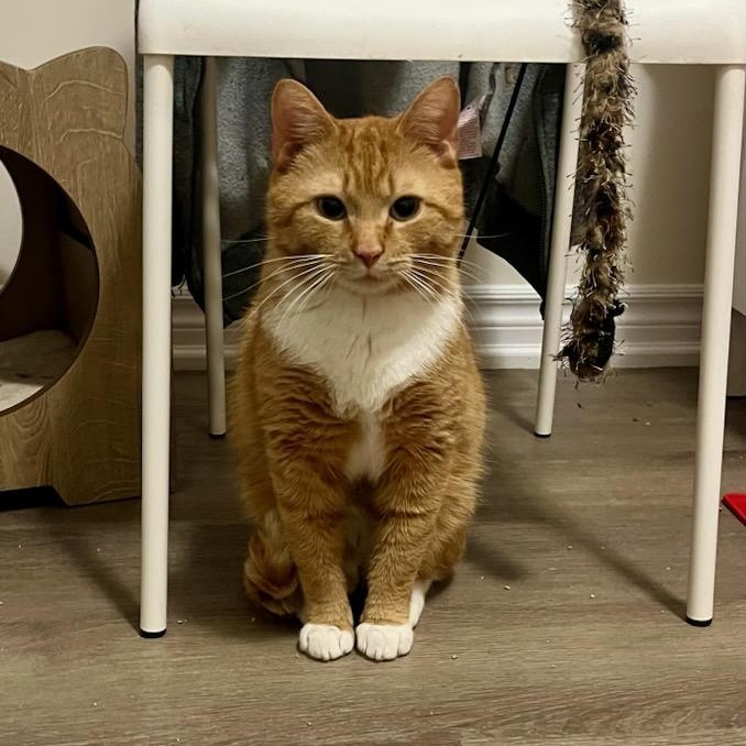 Drew, a ADOPTABLE mixed breed in Hamilton, ON image 2/5