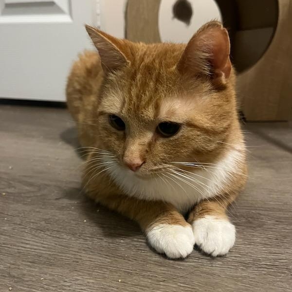 Drew, a ADOPTABLE mixed breed in Hamilton, ON image 3/5