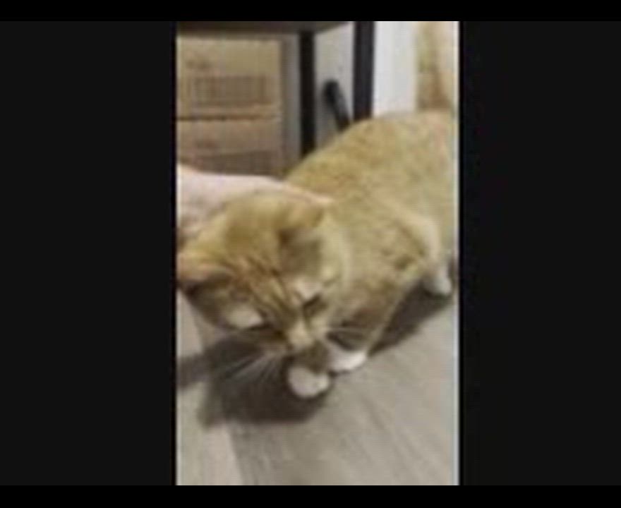 Enlarge Drew, a ADOPTABLE mixed breed in Hamilton, ON video 5/5