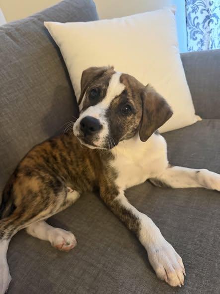 Enlarge Dart, a Adoptable mixed breed in Palatine, IL image 3/5