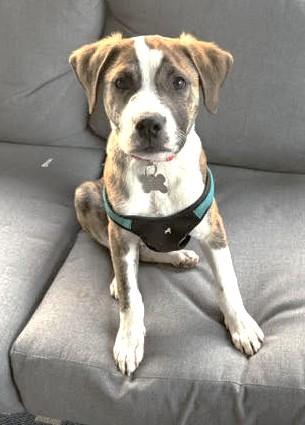 Enlarge Dart, a Adoptable mixed breed in Palatine, IL image 2/5