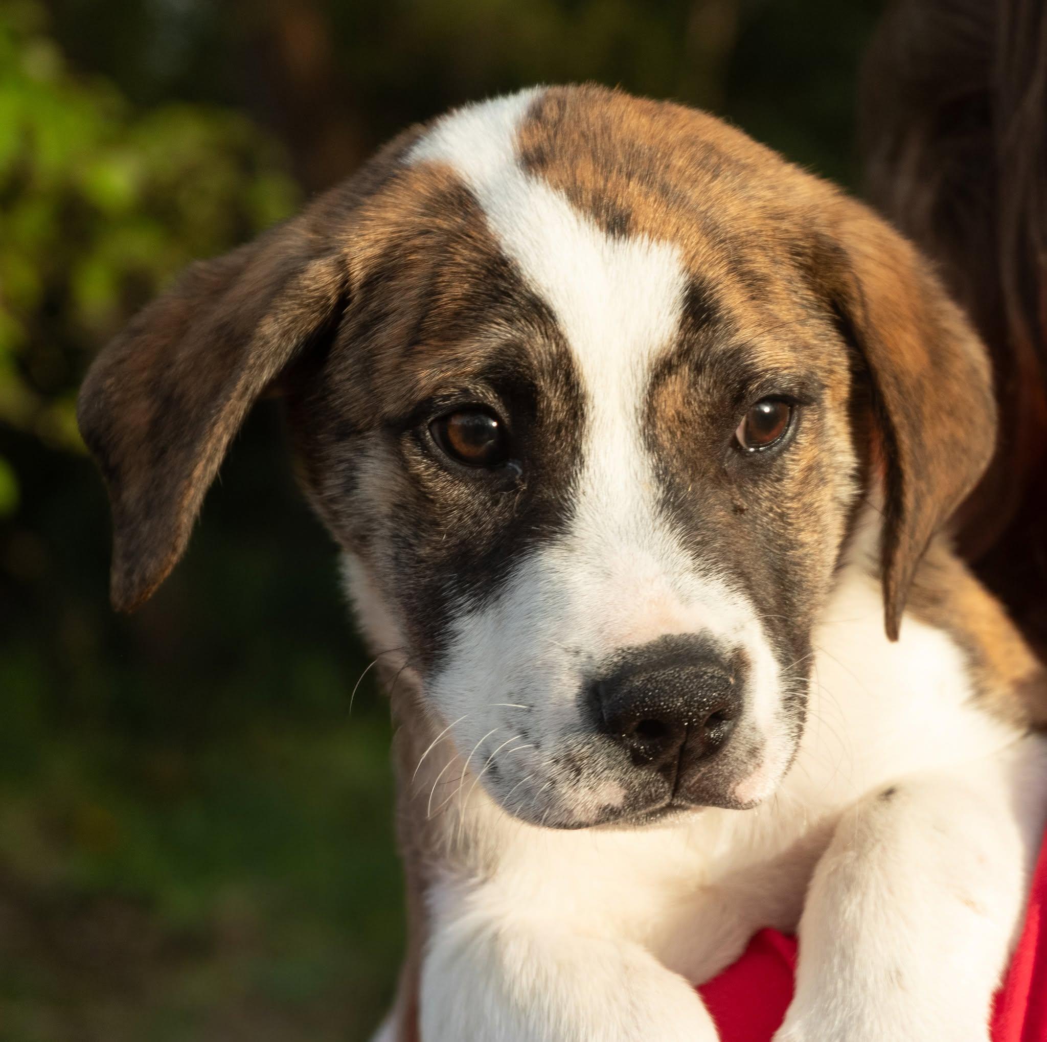 Enlarge Dart, a Adoptable mixed breed in Palatine, IL image 5/5