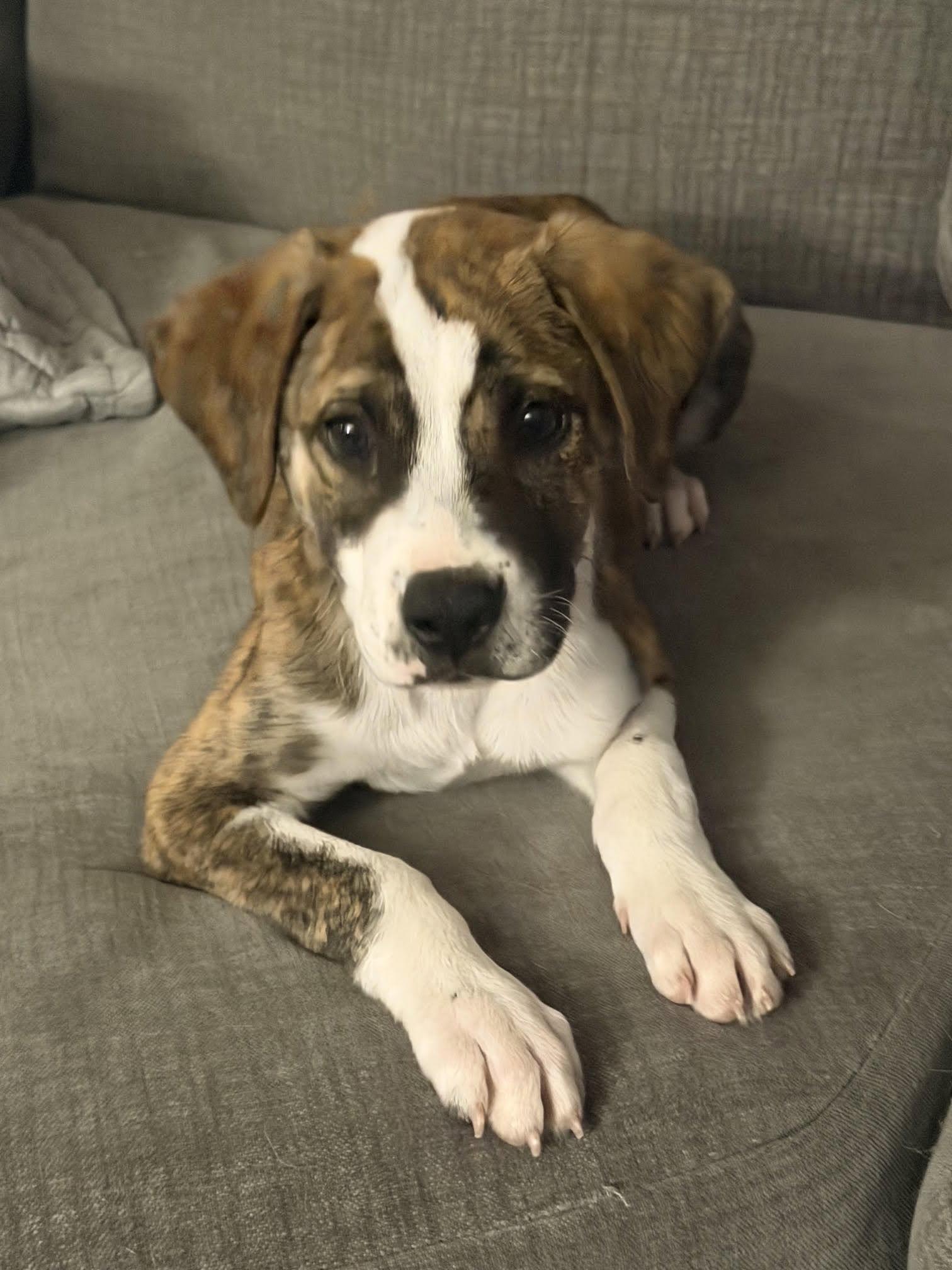 Enlarge Dart, a Adoptable mixed breed in Palatine, IL image 1/5