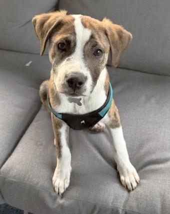 Enlarge Dart, a Adoptable mixed breed in Palatine, IL image 4/5