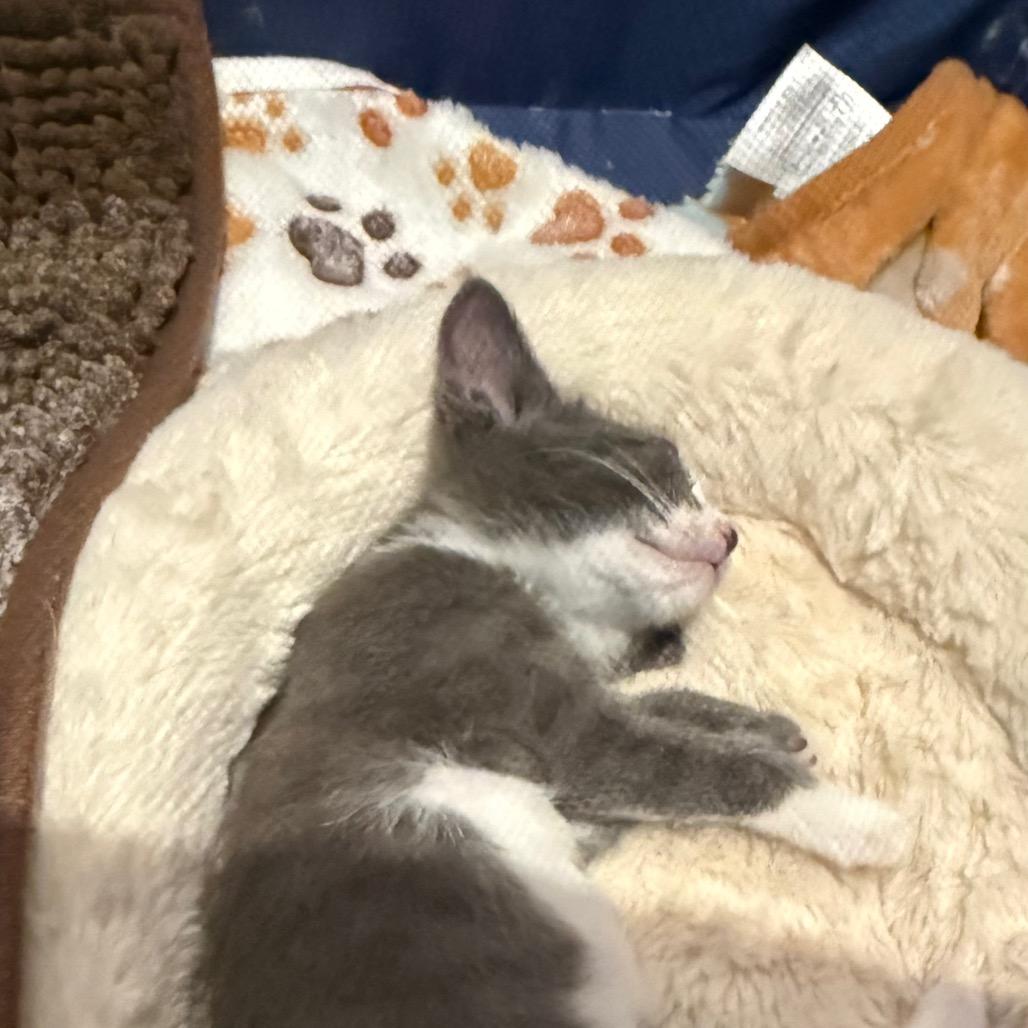 Rowan, Adoptable, Kitten Female Domestic Short Hair.