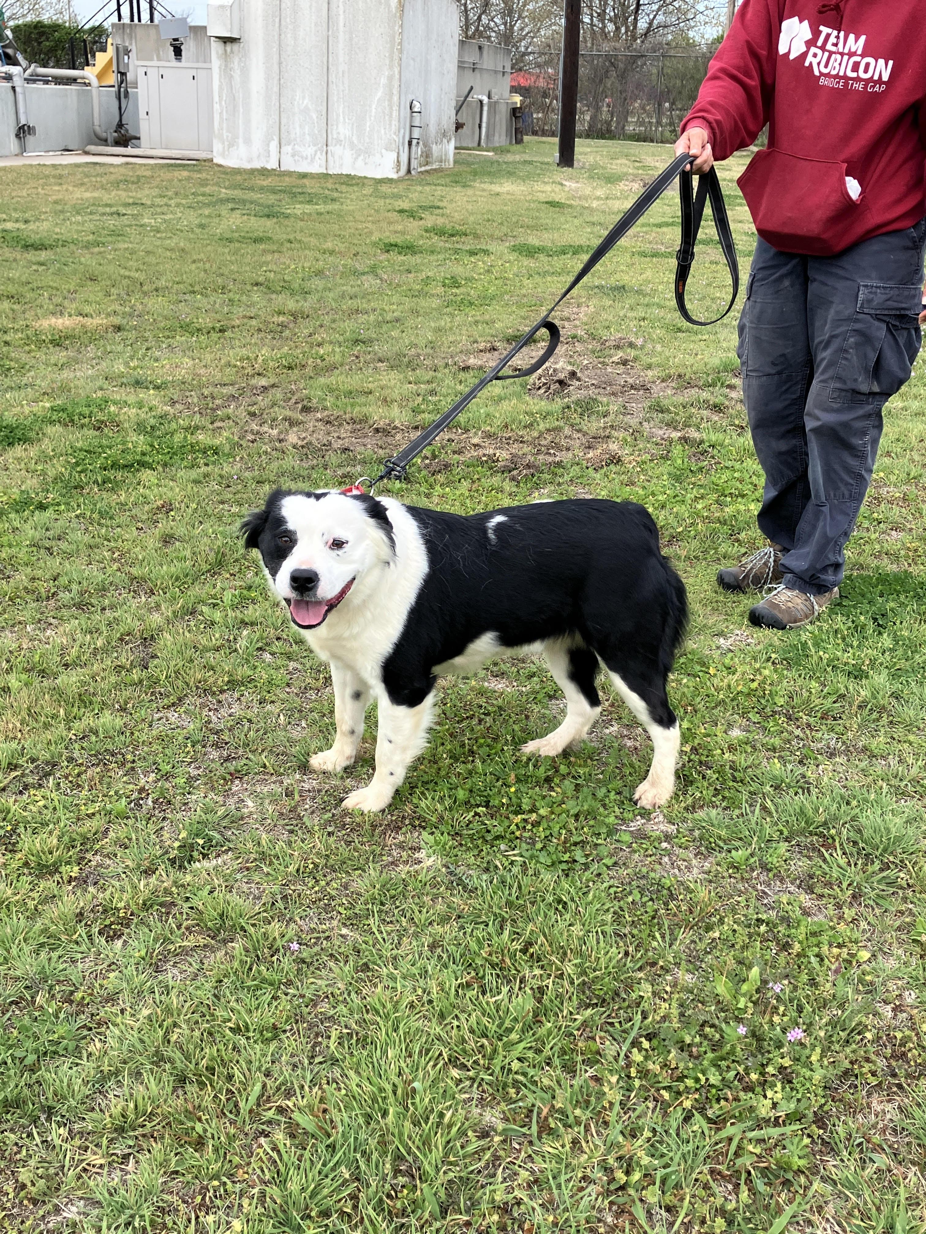 Enlarge BLANCHE-Crawling with Cuteness, a Adoptable mixed breed in Stephenville, TX image 3/6