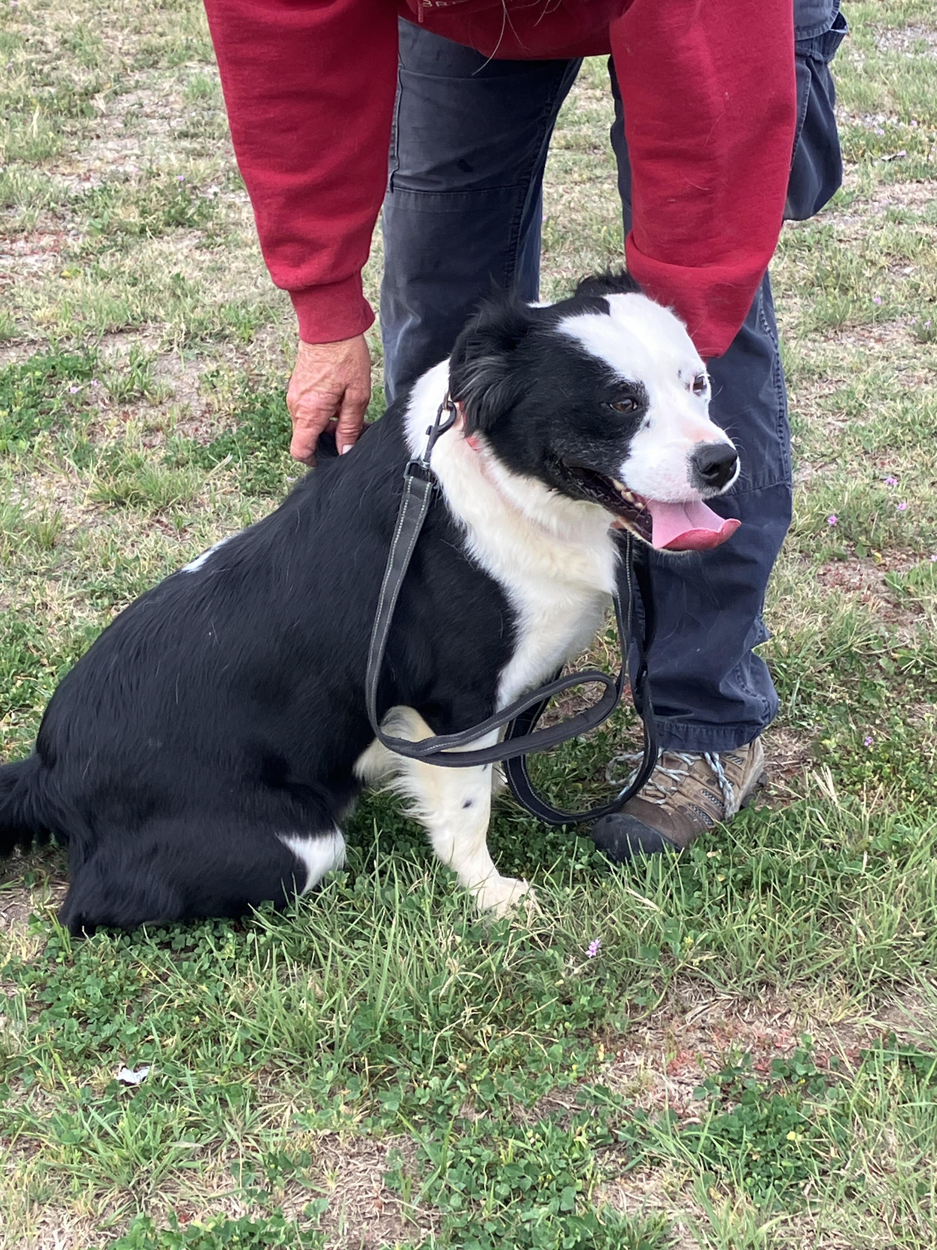 Enlarge BLANCHE-Crawling with Cuteness, a Adoptable mixed breed in Stephenville, TX image 5/6