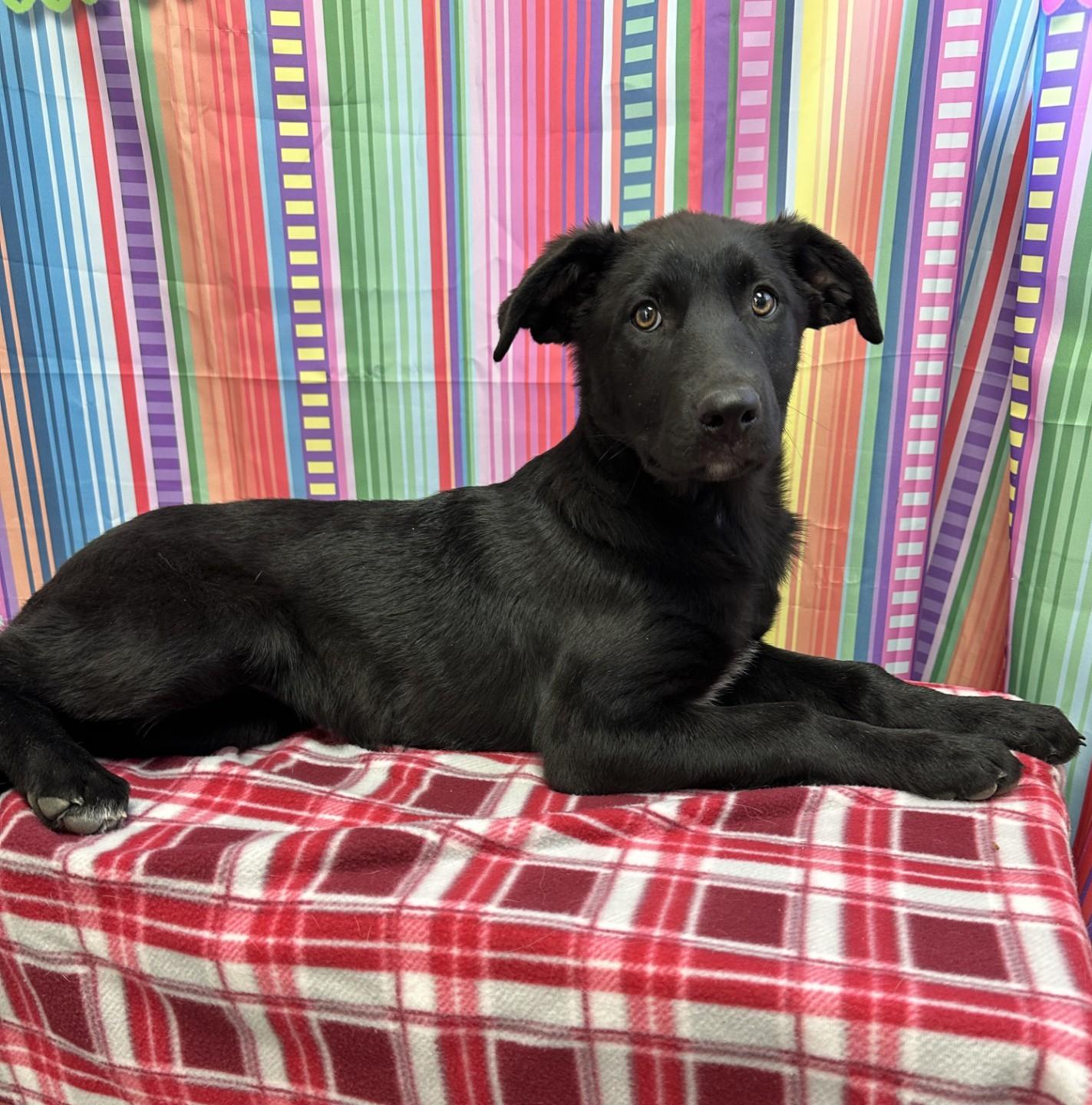61165748, ADOPTABLE, Young Female Border Collie.