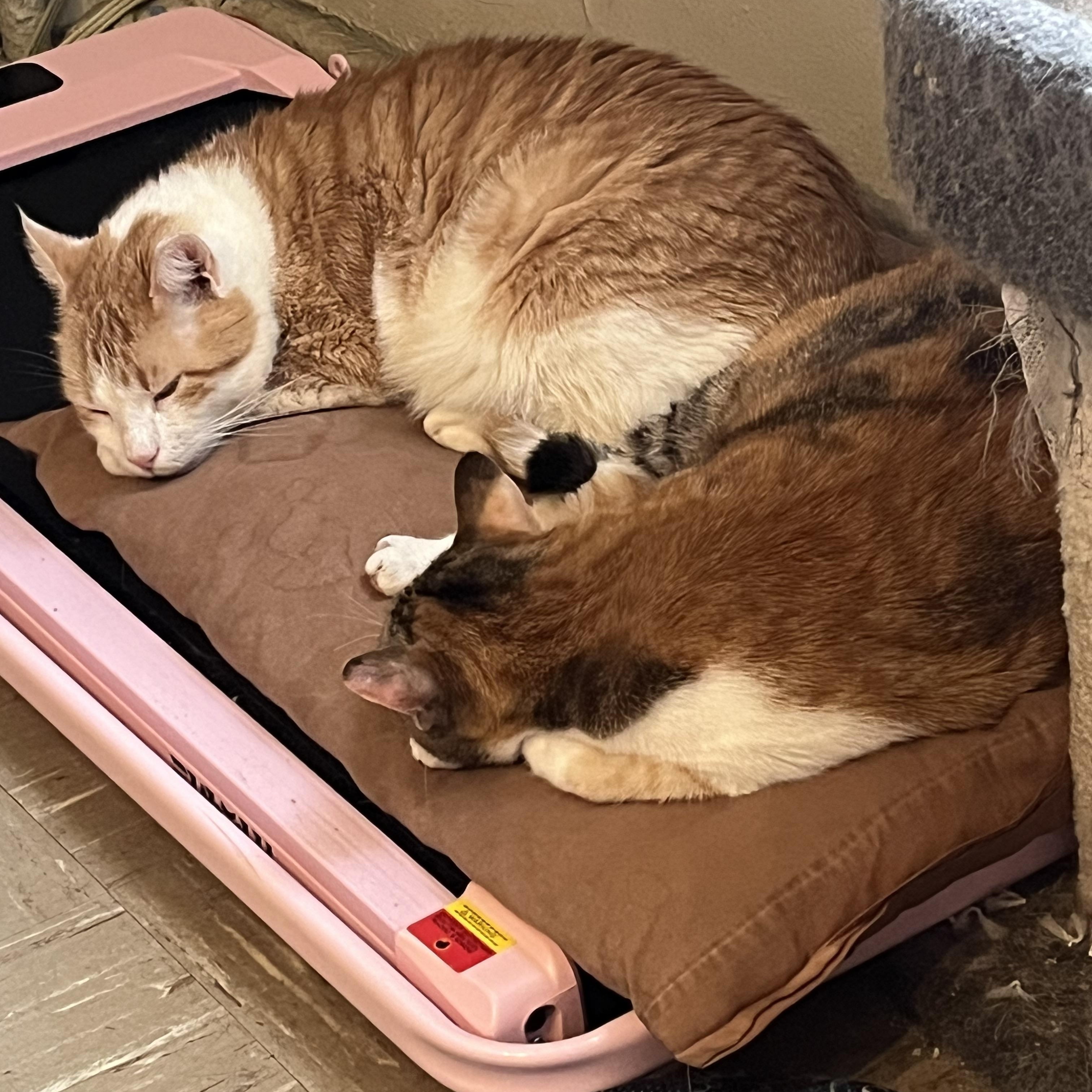 Tank, a ADOPTABLE Domestic Short Hair in New York, NY image 3/6