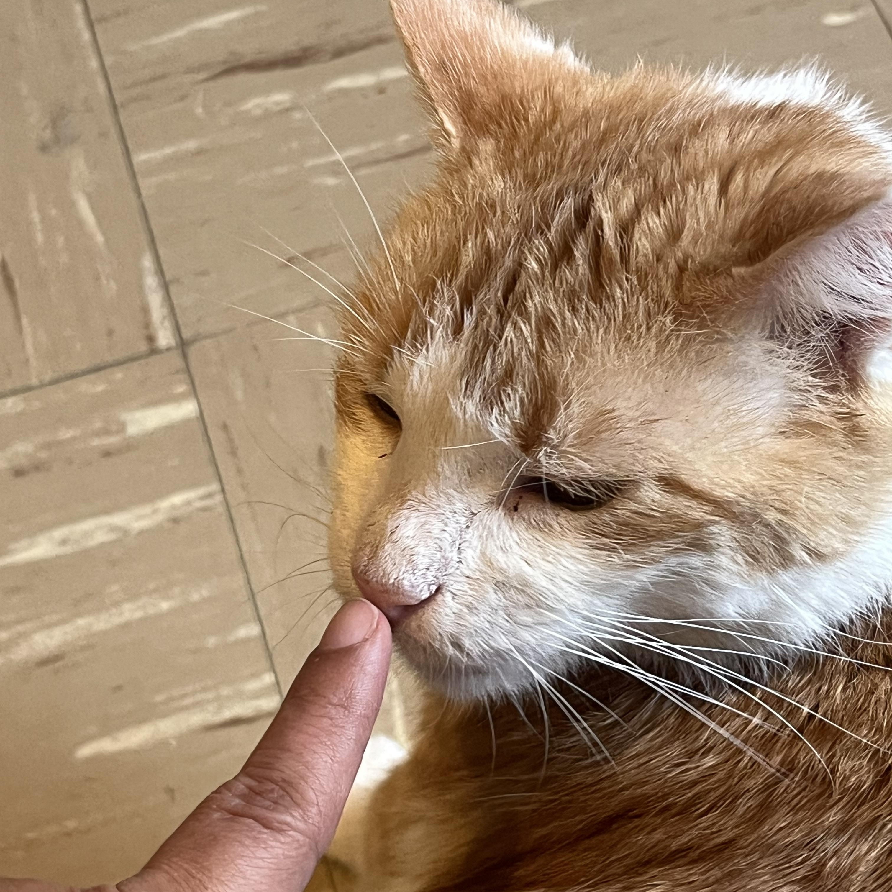 Tank, a ADOPTABLE Domestic Short Hair in New York, NY image 5/6