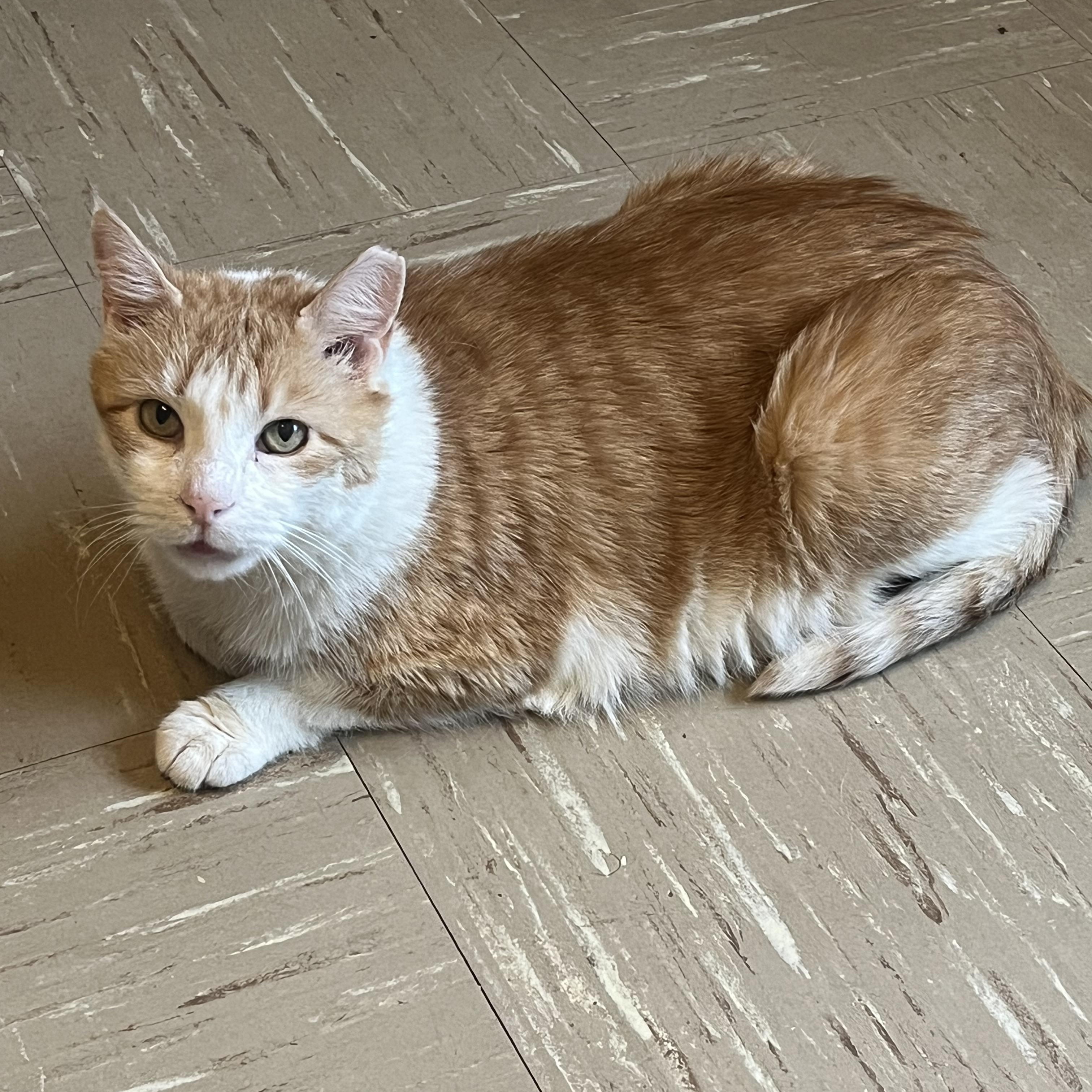 Tank, a ADOPTABLE Domestic Short Hair in New York, NY image 2/6
