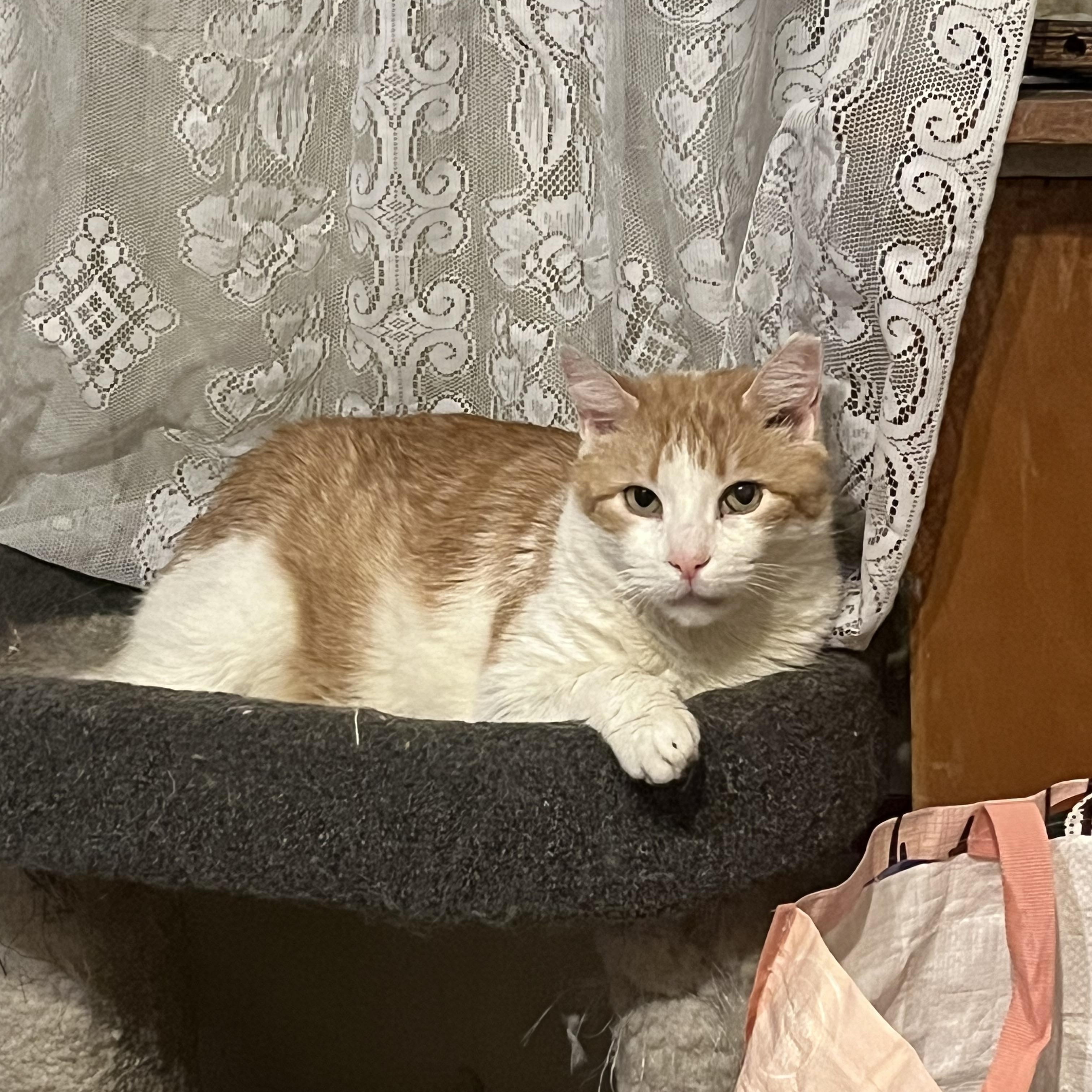 Tank, ADOPTABLE, Adult Male Domestic Short Hair.