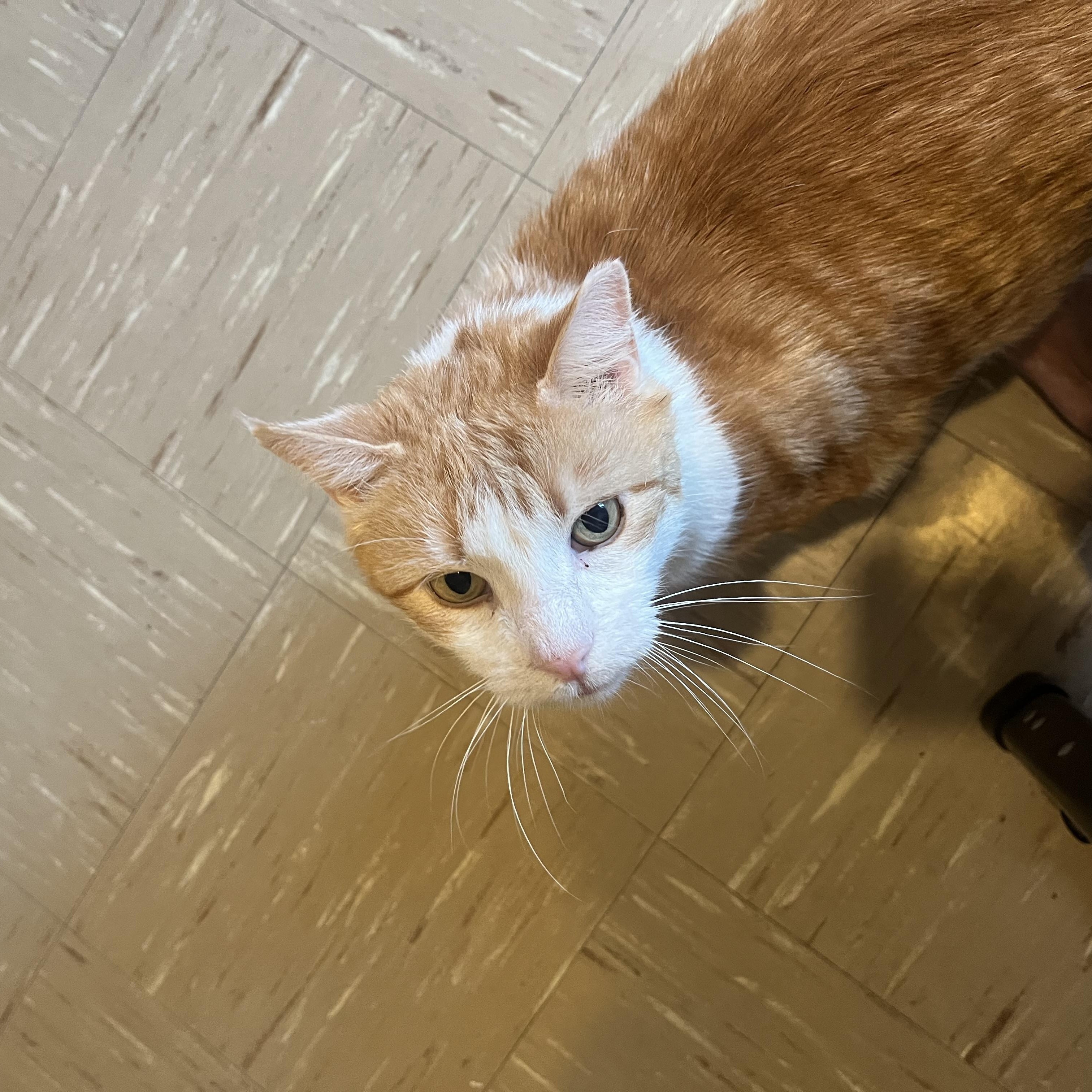 Tank, a ADOPTABLE Domestic Short Hair in New York, NY image 4/6