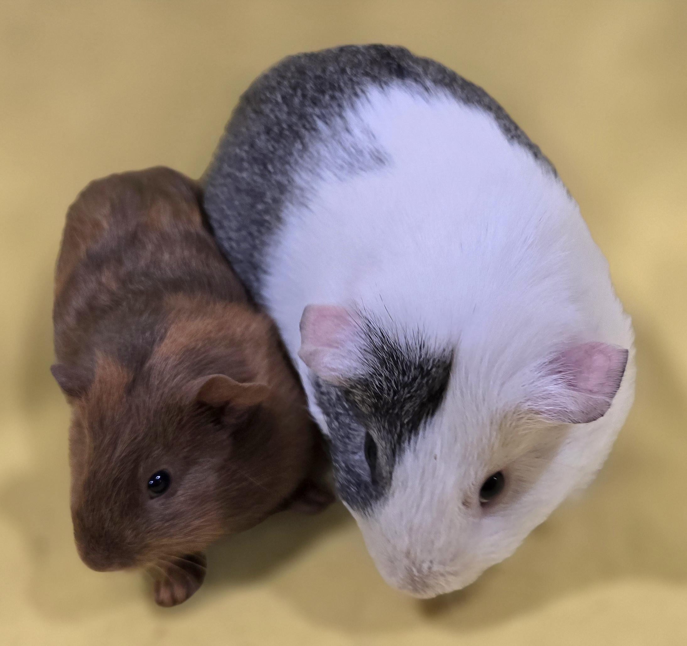 Lance and Jesse , ADOPTABLE, Young Female Guinea Pig.