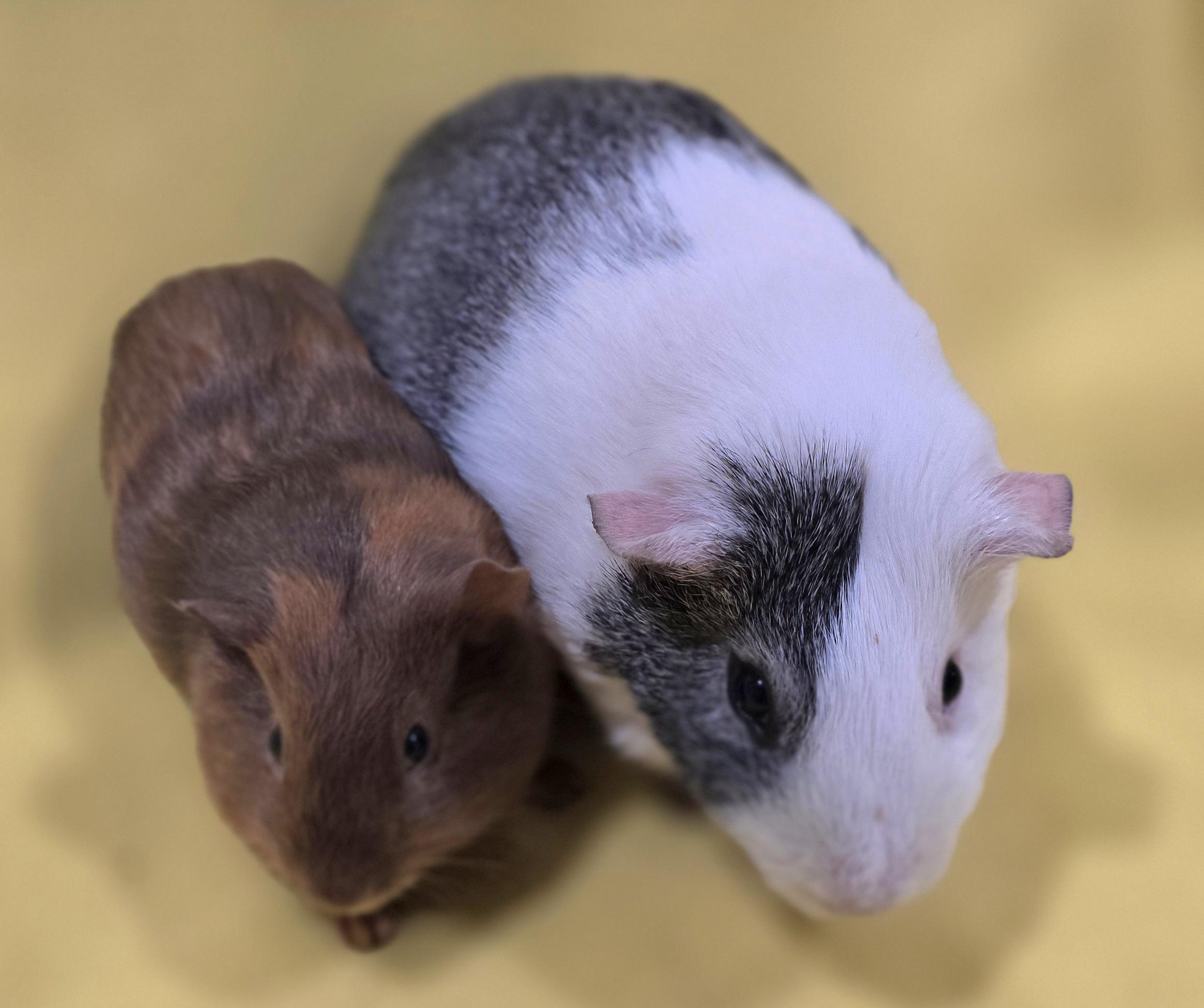 Enlarge Lance and Jesse , a ADOPTABLE Guinea Pig in New Kensington, PA image 3/4