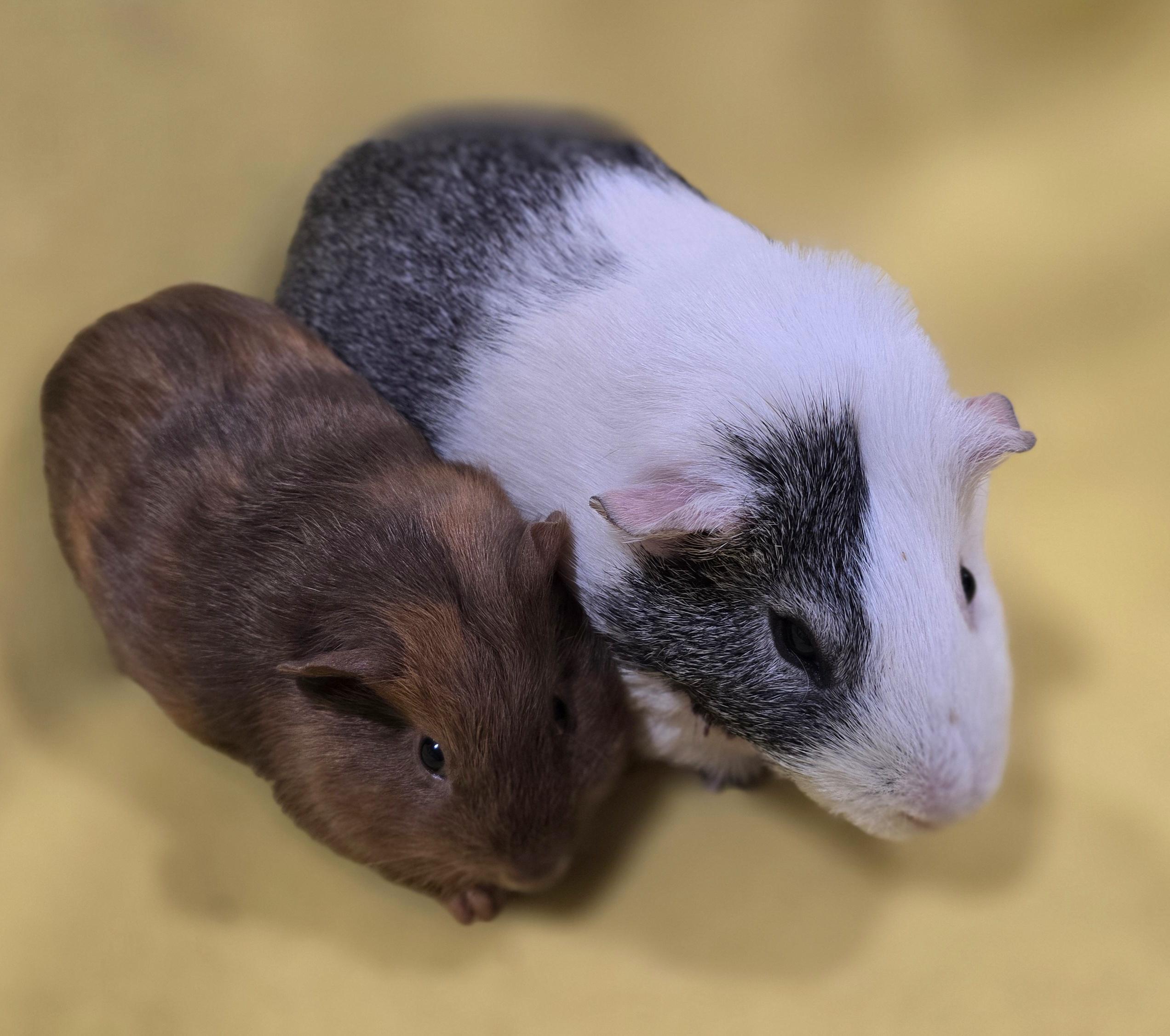 Enlarge Lance and Jesse , a ADOPTABLE Guinea Pig in New Kensington, PA image 4/4