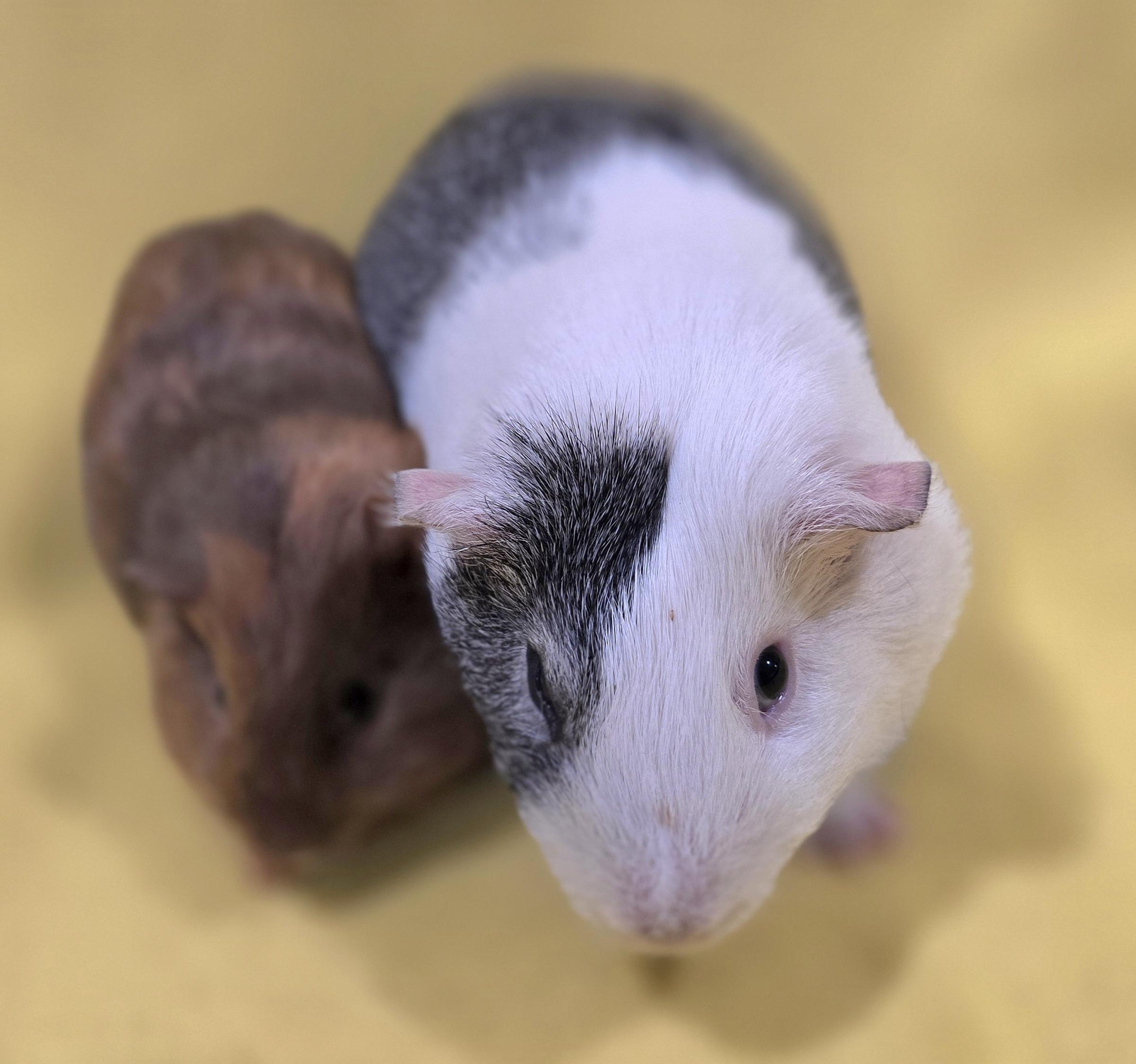 Enlarge Lance and Jesse , a ADOPTABLE Guinea Pig in New Kensington, PA image 2/4