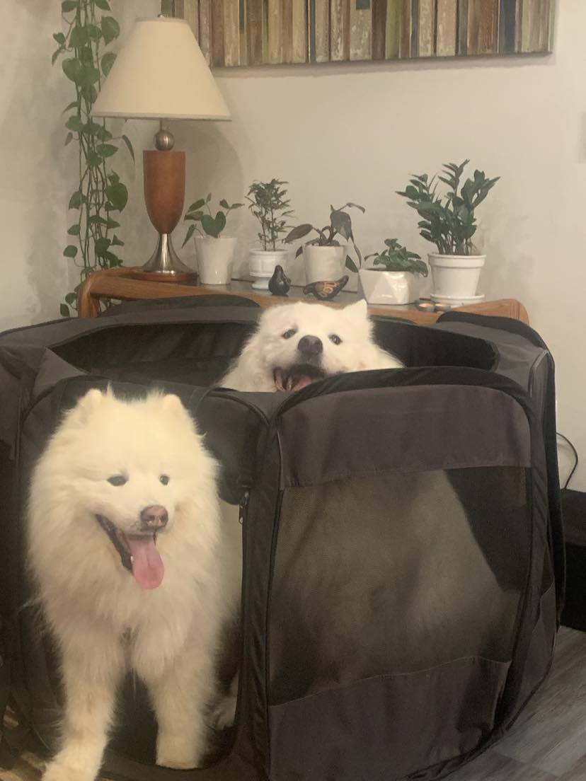 Enlarge Kona - ADOPTED!, a Adopted Samoyed in Milwaukee, WI image 1/5