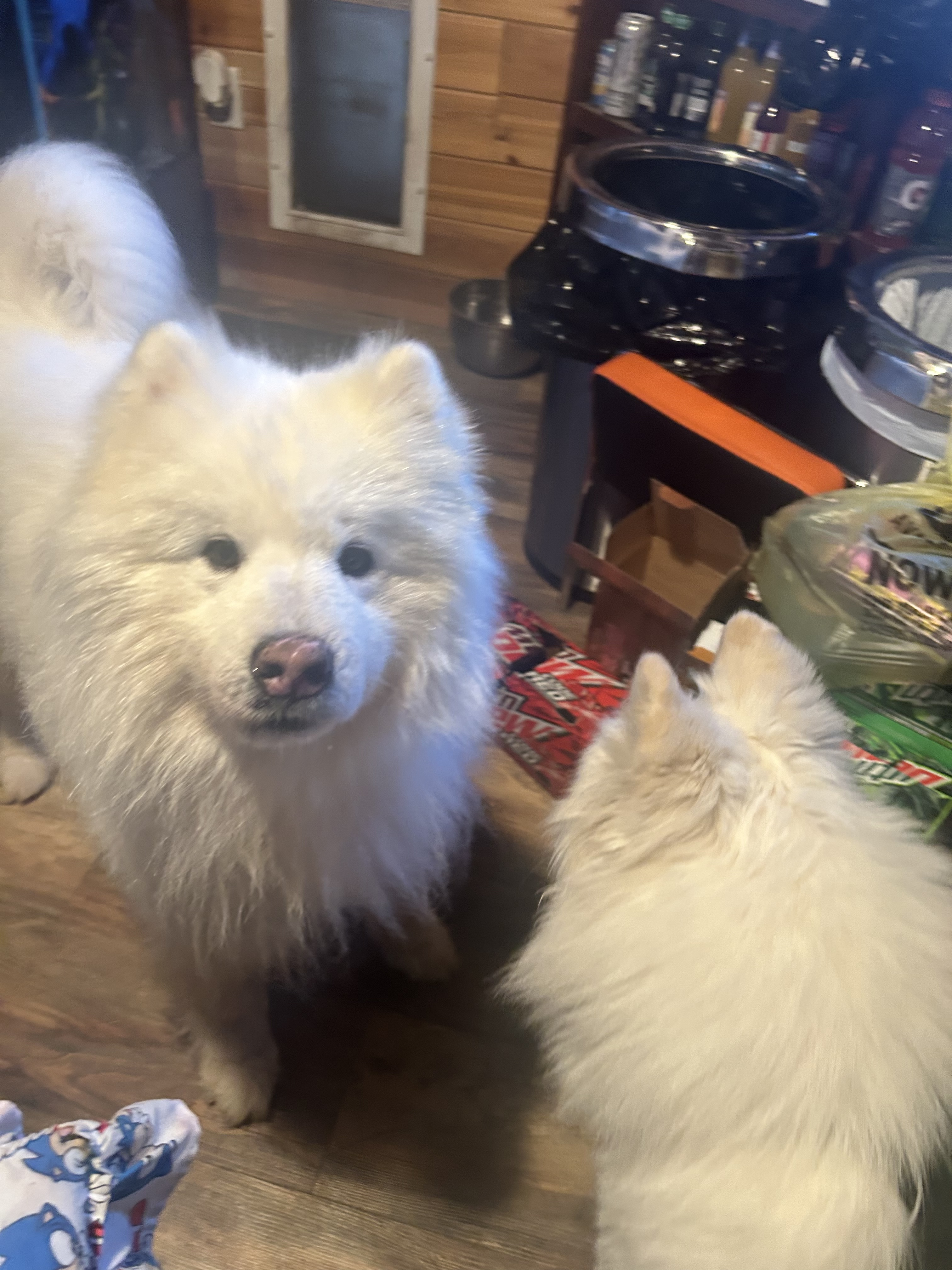Enlarge Kona - ADOPTED!, a Adopted Samoyed in Milwaukee, WI image 2/5